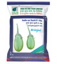 Brinjal Indo US Surati